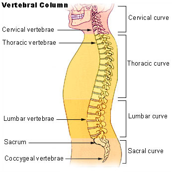 The four main  areas of your spine