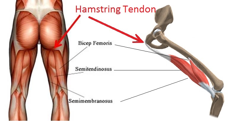 Hamstring tendon anatomy